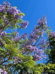 Beautiful view of the jacaranda tree against the blue sky. Close-up. Funchal. Madeira. Portugal.