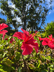 Red flower hibiscus in the summer garden. Madeira. Portuga