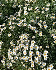 White daisy flowers in the garden on a summer day. Top view.