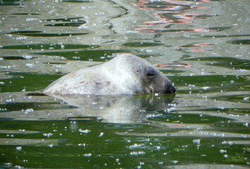 Fototapeta premium Poland, Warsaw, Ratuszowa 1/3, Warsaw Zoological Garden (Warsaw Zoo), grey seal