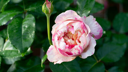 Obraz premium Above view of beautiful pink and white striped rose. Partially opened stands out with vibrant petals against a soft. Blurred green background. Ideal for themes of beauty romance and gardening.