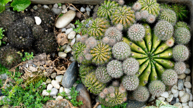 Above view of cactus plants with modified tips by grafting other varieties to replace the flower shape. Creates a unique and creative look. In a potted plant.