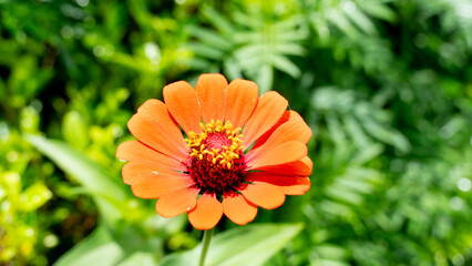 A bright orange zinnia blooms in the garden, surrounded by intense sunlight. The background is green trees and leaves.
