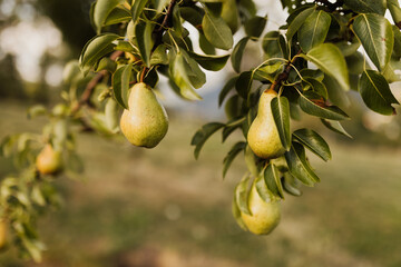 Beautiful organic pear on a branch in the yard
