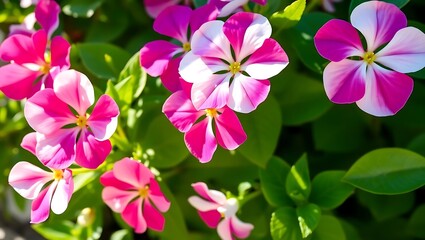 Fototapeta premium Vibrant Catharanthus Roseus Flowers in Full Bloom: A Captivating Close-Up of Nature's Delicate Beauty and Fresh Green Foliage.