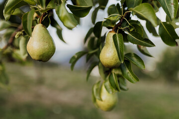 Beautiful organic pear on a branch in the yard
