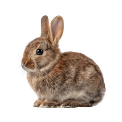 Obraz premium Cute Brown Rabbit Sitting Gracefully on White Background with Soft Fur and Expressive Eyes