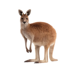Fototapeta premium Cute kangaroo standing on its hind legs in a natural setting looking curiously at the camera, showcasing its unique features and personality