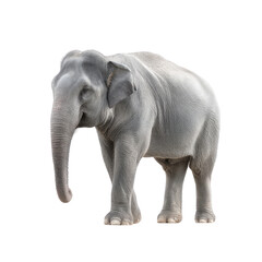 Fototapeta premium Majestic Asian Elephant Standing Gracefully in Natural Habitat Showcasing Unique Features and Calm Demeanor