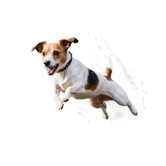 Energetic terrier dog leaping through water isolated on a transparent background