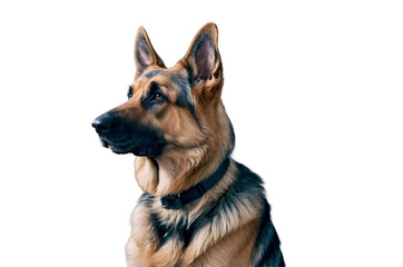 German Shepherd canine companion attentive gaze isolated on a transparent background