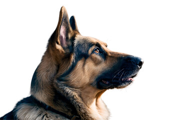 German Shepherd dog profile portrait isolated on a transparent background canine