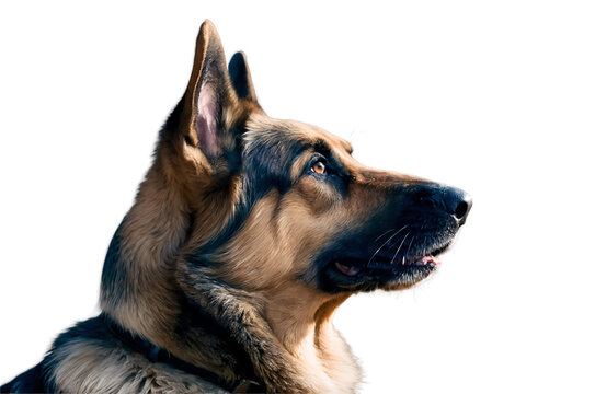 German Shepherd dog profile portrait isolated on a transparent background canine - Powered by Adobe