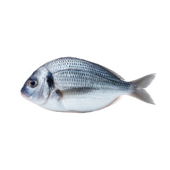 Obraz premium Fresh Whole Fish with Silver Scales on White Background for Culinary Recipes and Food Presentation