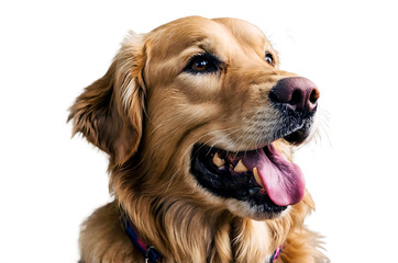 Golden retriever dog panting with tongue out isolated on a transparent background