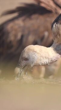 bird portrait Griffon vulture drinking in nature