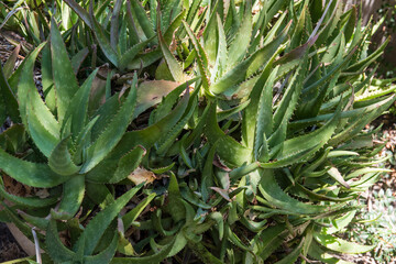 Aloe arborescens grows in Rhodes