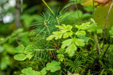 Picea abies junge, kleine rottanne mit Klee und Moos, young, small Norway spruce with clover and...