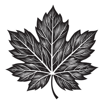 Minimalist black maple leaf silhouette with sharp pointed lobes. Represents nature, Canadian identity, and autumn season in a clean, simple vector icon for versatile design use