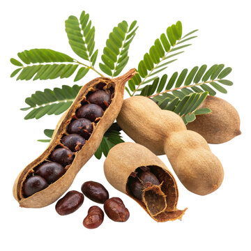 Fresh tamarind pods and leaves with seeds isolated on transparent background