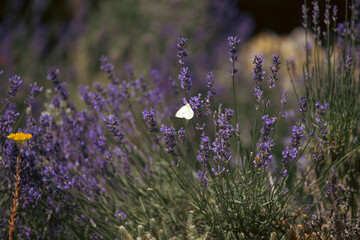 Close-up of lavender flowers with butterfly. Soft focus on black banner background