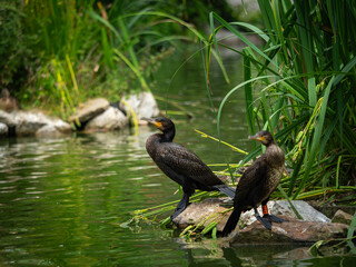 Black Cormorants waiting for fish