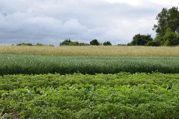 Stickers Weide Scenic rural landscapes with meadows, fields, and dramatic skies. Natural countryside views of agriculture, forests, and changing weather  © Natul'ka