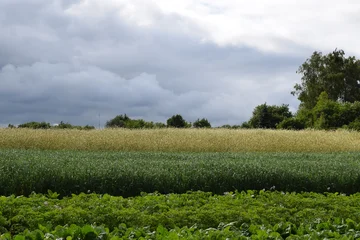 Tableau sur plexiglas Prairie, marais Scenic rural landscapes with meadows, fields, and dramatic skies. Natural countryside views of agriculture, forests, and changing weather  © Natul'ka