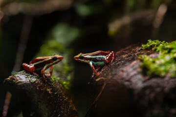 Two colorful poison frogs face each other on mossy bark in a dark tropical rainforest. Ideal for...
