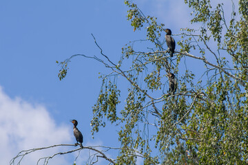Three great cormorantd on the tree branch at the blue sky background