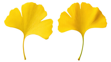 Two vibrant yellow ginkgo leaves with distinct fan shapes showcasing intricate vein patterns.