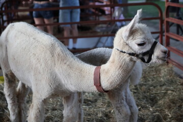 Farm Animal Petting Zoo at Ohio State Fair &ndash; Piglets, Camels, and Outdoor Farm Experience in Columbus