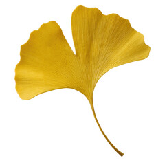 Naklejka premium A vibrant yellow ginkgo leaf showcasing intricate veins and a distinct fan shape.