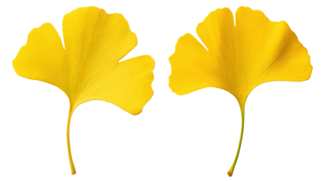 Two vibrant yellow ginkgo leaves with distinct fan shapes showcasing intricate vein patterns.
