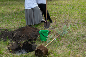 Young people students and volunteers work planting young trees in the park
