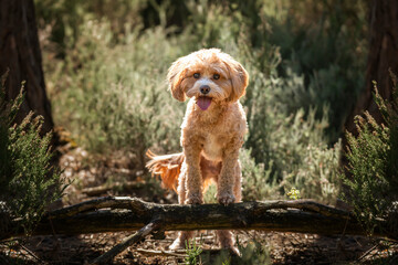 Cute Cavapoo in the forest in Ascot near Windsor Great Park behind a log