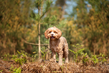 Cute Cavapoo in the forest in Ascot near Windsor Great Park posing in the undergrowth