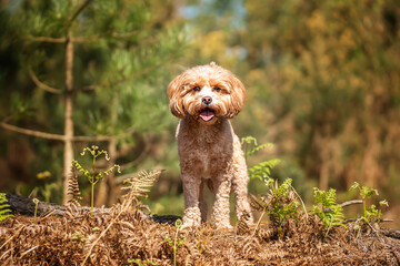 Cute Cavapoo in the forest in Ascot near Windsor Great Park posing in the undergrowth