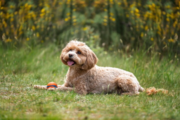 Cute Cavapoo in the forest in Ascot near Windsor Great Park on the grass looking curious