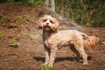Cute Cavapoo in the forest in Ascot near Windsor Great Park posing in the undergrowth