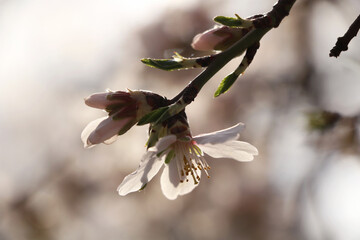Gentle spring with delicate lights