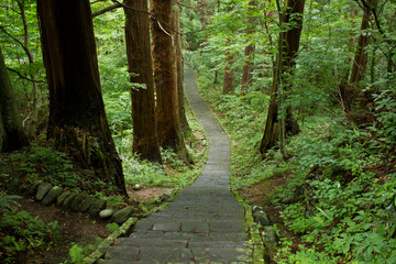 出羽三山神社の杉並木と参道。