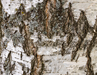 The birch bark texture or background. Macro shot is made by means of stacking technology trunk....