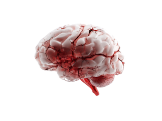 stroke brain on white background
