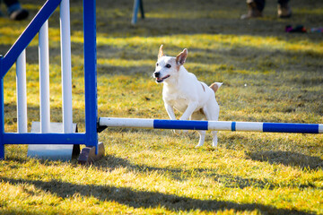 Dog jumping hurdles in agility competition