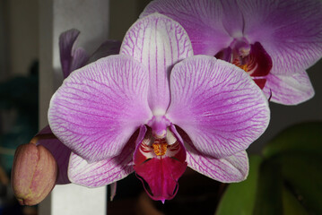 pink orchid on a white background phalaenopsis