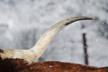 Texas longhorn cow horn against winter snow blurred background closeup.