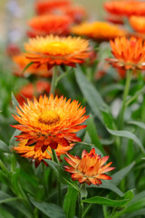 Everlasting Daisy, also known as Strawflower or Paper Daisy (Xerochrysum bracteatum) prized for its long-lasting blooms that retain their color when dried. They are relatively easy to grow. 