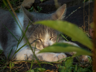 Close-up of a Cute Cat Sleeping Peacefully