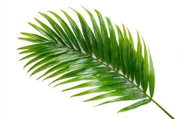 Obraz premium Green Palm Leaf on White Background